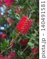Close up of a red lower of common red bottlebrush, crimson bottlebrush or lemon bottlebrush 140491581