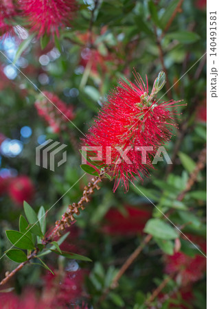Close up of a red lower of common red bottlebrush, crimson bottlebrush or lemon bottlebrush Close up of a red lower of common red bottlebrush, crimson bottlebrush or lemon bottlebrush 140491581