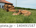 Group of red cows and calves resting on a green prairie. Asturias 140491587