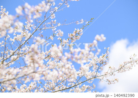 満開の桜と青空（オールドレンズ撮影） 140492390