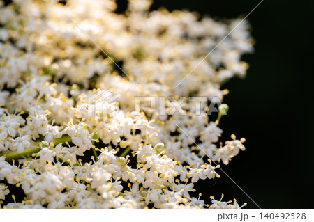 Snow-white elderflowers during the peak of spring blooming. Snow-white elderflowers during the peak of spring blooming. 140492528