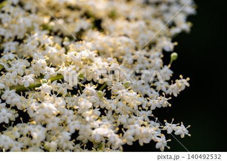 Delicate elderberry in the sunlight of a warm summer day. Delicate elderberry in the sunlight of a warm summer day. 140492532