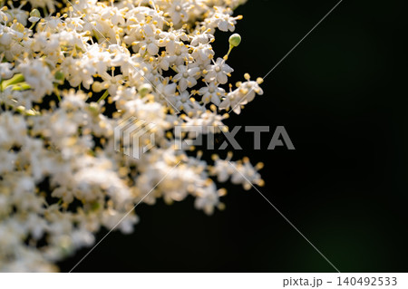 Close-up of a blooming elderberry with small white flowers. Close-up of a blooming elderberry with small white flowers. 140492533