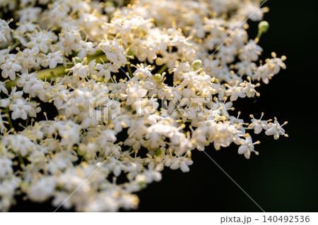 Close-up of white elderflowers against a natural backdrop. Close-up of white elderflowers against a natural backdrop. 140492536
