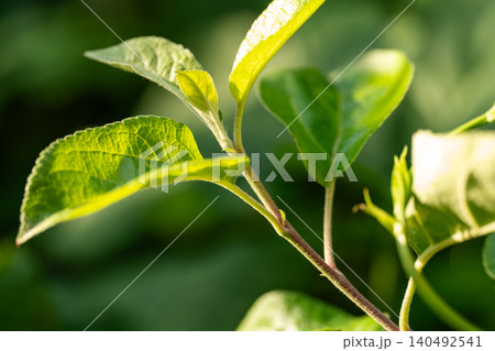 Young apple tree leaves symbolize growth, renewal, and freshness. Young apple tree leaves symbolize growth, renewal, and freshness. 140492541