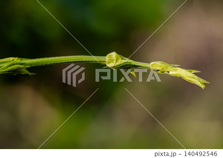 A young hop shoot with green leaves against a bokeh background. A young hop shoot with green leaves against a bokeh background. 140492546