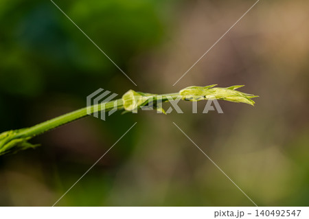 Young hop leaves illuminated by soft natural sunlight. 140492547