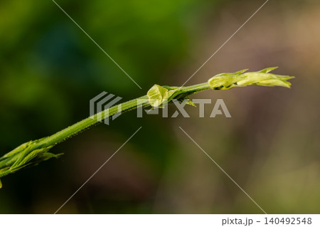 Close-up of spring-growing hops with bright leaves. 140492548