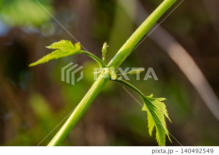 Young hops with lush foliage on a sunny day. 140492549