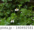 水滴とドクダミの白い花と葉 140492581