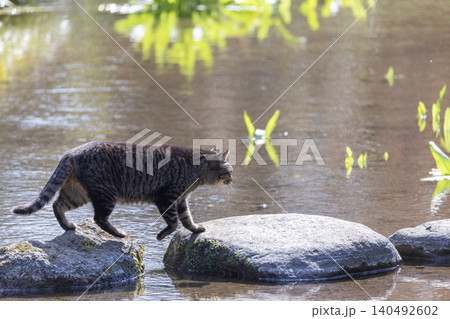 水辺の岩を歩くキジトラ猫 140492602