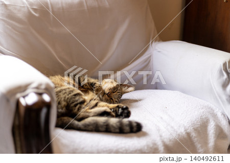 白い椅子で眠るキジトラ猫 140492611