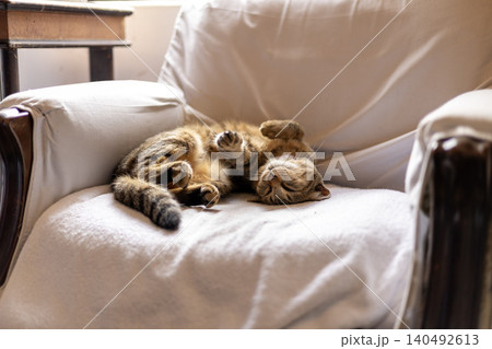 椅子の上で昼寝する猫の寝顔 椅子の上で昼寝する猫の寝顔 140492613