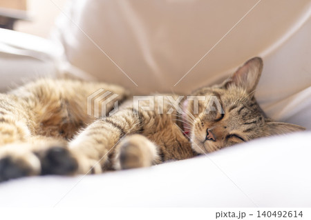 やわらかな光に包まれて眠る猫 やわらかな光に包まれて眠る猫 140492614