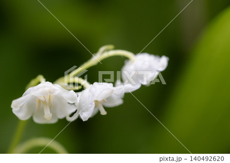 水滴をまとった白いスズランの花 140492620