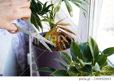 Diseases of domestic plants, close-up of a hand with scissors to cut off a dry leaf of a domestic palm tree. Diseases of domestic plants, close-up of a hand with scissors to cut off a dry leaf of a domestic palm tree. 140492643