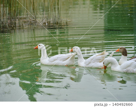 ducks swimming in the lake ducks swimming in the lake 140492660