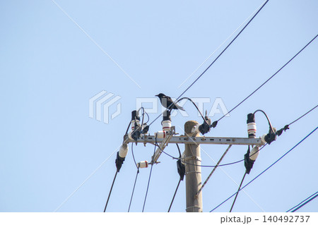 電柱にとまっているカラス 電柱にとまっているカラス 140492737