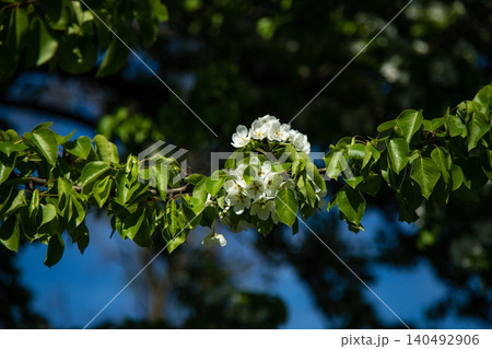 Branch of a pear or apple tree with delicate white flowers and green leaves. Beautiful spring blossoms against a blurred blue background in the garden. 140492906
