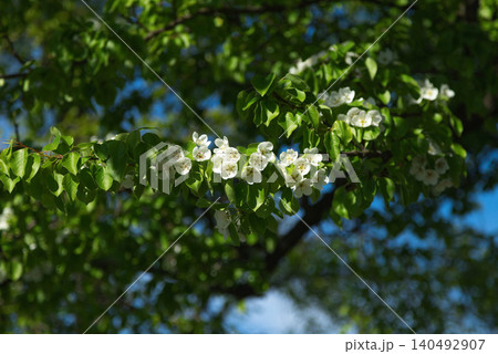 White pear tree flowers with green leaves against blue sky. Pyrus communis in bloom. Beautiful fruit tree blooming in lush garden under sunlight. White pear tree flowers with green leaves against blue sky. Pyrus communis in bloom. Beautiful fruit tree blooming in lush garden under sunlight. 140492907