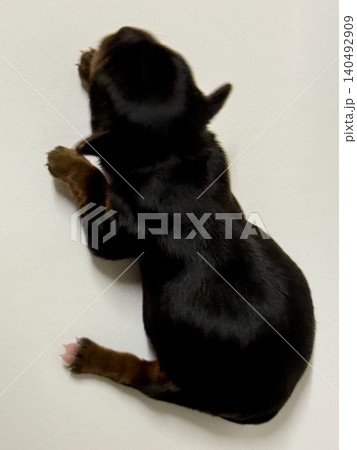 Close-up shot of a newborn Yorkshire Terrier puppy sleeping. Top view of newborn puppy. Close-up shot of a newborn Yorkshire Terrier puppy sleeping. Top view of newborn puppy. 140492909