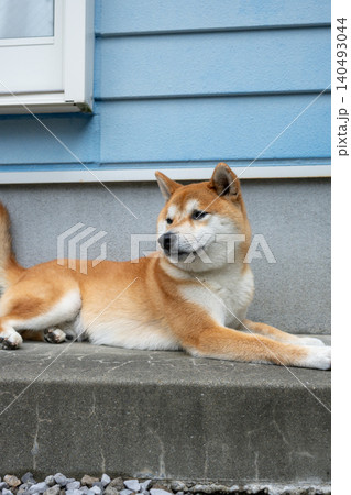 柴犬 柴犬 140493044