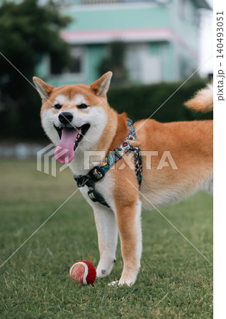 満足げな柴犬 140493051
