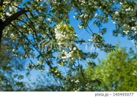 Cherry tree branch is adorned with clusters of delicate white blossoms against blue sky. Prunus avium in bloom. Vibrant spring scene captures elegance of nature. Cherry tree branch is adorned with clusters of delicate white blossoms against blue sky. Prunus avium in bloom. Vibrant spring scene captures elegance of nature. 140493077