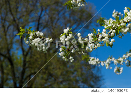 Closeup of blooming cherry tree branch with lush white double flowers against clear blue sky and greenery. Beautiful spring scene captures essence of nature awakening. 140493078