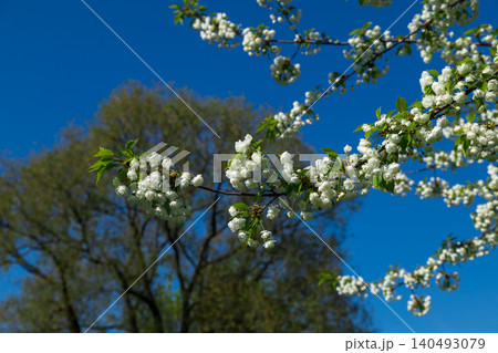 Beautiful branch of blooming cherry tree with delicate white flowers against blue sky. Prunus avium in bloom. Spring nature background featuring delicate seasonal blossoms in garden. Beautiful branch of blooming cherry tree with delicate white flowers against blue sky. Prunus avium in bloom. Spring nature background featuring delicate seasonal blossoms in garden. 140493079