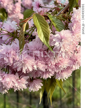 Beautiful pink sakura flowers blooming on tree branch. Kanzan cherry blossom inflorescences with young green leaves in soft spring light. Beautiful pink sakura flowers blooming on tree branch. Kanzan cherry blossom inflorescences with young green leaves in soft spring light. 140493091