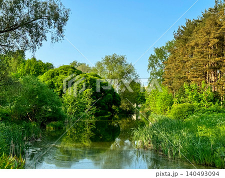 Peaceful summer park landscape with lush green trees and tall grasses reflecting in calm pond. Calm water mirrors the vibrant foliage and clear blue sky. 140493094
