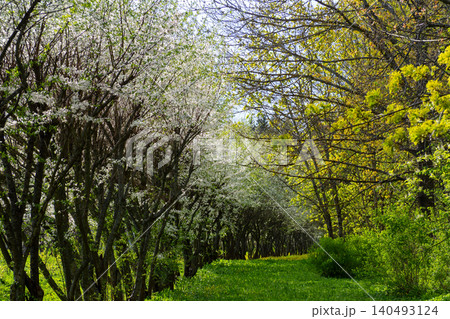 Beautiful spring alley with blooming white apple trees on one side and fresh green trees on the other. Scenic path in the garden during springtime. Perfect template for your projects Beautiful spring alley with blooming white apple trees on one side and fresh green trees on the other. Scenic path in the garden during springtime. Perfect template for your projects 140493124