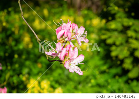 Close-up of beautiful pink rhododendron flowers blooming in park. Scenic Rhododendron vaseyi branch blossoming on vibrant green sunlit background. Perfect template for your projects. Close-up of beautiful pink rhododendron flowers blooming in park. Scenic Rhododendron vaseyi branch blossoming on vibrant green sunlit background. Perfect template for your projects. 140493145