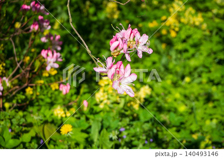 Pink rhododendron flowers in bloom, showcasing delicate petals and prominent stamens. The branch is set against lush, green, softly blurred background. Pink rhododendron flowers in bloom, showcasing delicate petals and prominent stamens. The branch is set against lush, green, softly blurred background. 140493146