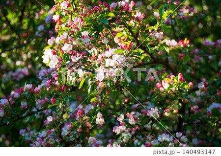 Beautiful apple tree branches filled with white and pink flowers in spring. Scenic blooming Malus tree in the park on a bright sunlit day. Perfect template for your projects. Beautiful apple tree branches filled with white and pink flowers in spring. Scenic blooming Malus tree in the park on a bright sunlit day. Perfect template for your projects. 140493147