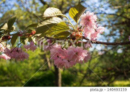 Beautiful branch of sakura tree blooming with pink cherry blossoms in park. Delicate flowers on sunny day. Natural spring scene. Perfect template for nature themed projects. Beautiful branch of sakura tree blooming with pink cherry blossoms in park. Delicate flowers on sunny day. Natural spring scene. Perfect template for nature themed projects. 140493159