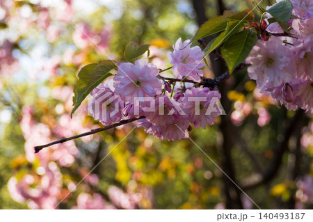 Beautiful sakura branch blooming with pink cherry blossoms in spring garden on sunny day. Delicate flowers and green leaves on blurred background. Perfect template for your projects 140493187
