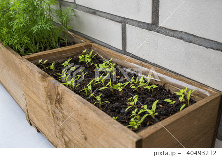 Young plant seedlings growing in wooden box planter on balcony container garden near brick wall Young plant seedlings growing in wooden box planter on balcony container garden near brick wall 140493212