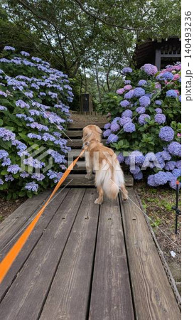 紫陽花に囲まれた木道を歩くゴールデンレトリバー 紫陽花に囲まれた木道を歩くゴールデンレトリバー 140493236