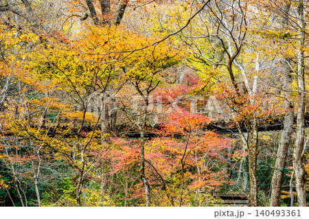 茨城 紅葉に染まる花貫渓谷 茨城 紅葉に染まる花貫渓谷 140493361