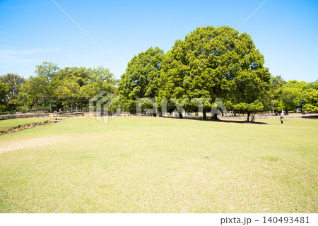 初夏の奈良公園 飛火野の新緑 140493481