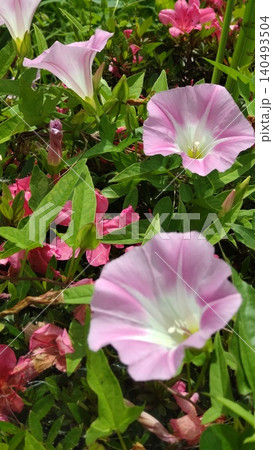 ヒルガオの花 ヒルガオの花 140493504