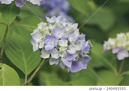 紫の紫陽花 紫の紫陽花 140493583