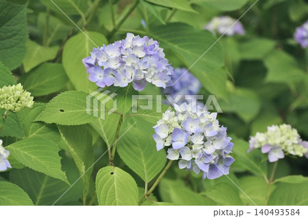 紫の紫陽花 紫の紫陽花 140493584