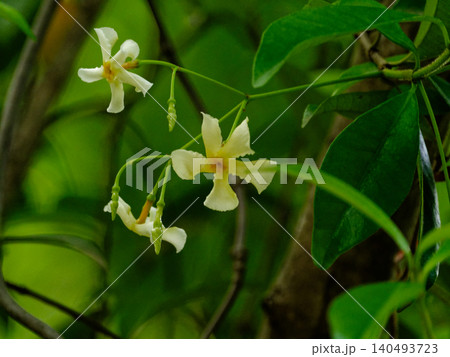 常緑つる性植物　キョウチクトウ科テイカカズラ 140493723