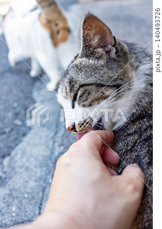 街ねこ 140493726