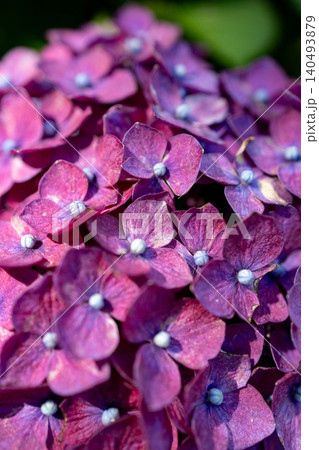 紫陽花 紫陽花 140493879