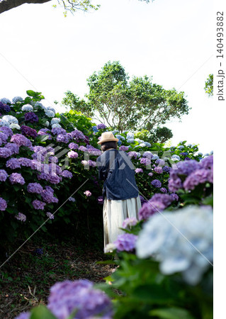 紫陽花 紫陽花 140493882