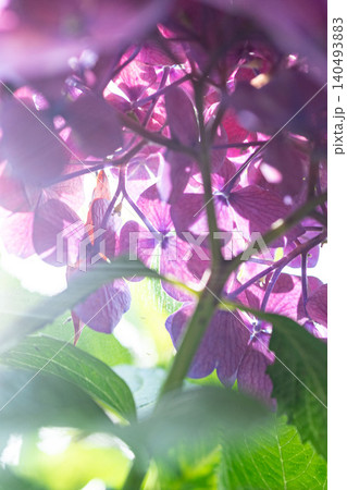 紫陽花 紫陽花 140493883